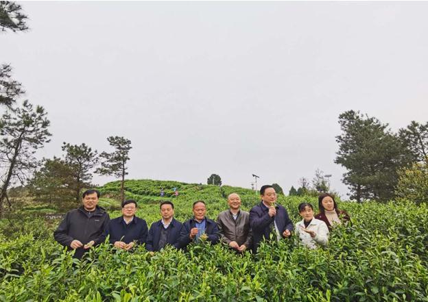 公司負責(zé)人陪同省供銷社、湘西州領(lǐng)導(dǎo)一行調(diào)研我司青干村茶葉扶貧示范基地